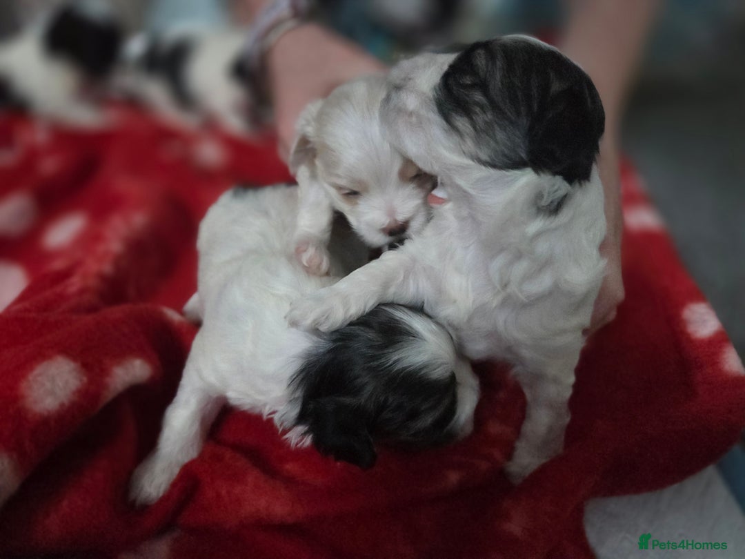Maltese dogs for sale: 3 boys 1 girl x maltese puppies - Advert 17