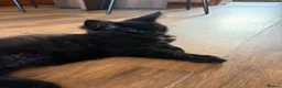Maine Coon cats for sale: Fluffy Maine Coon Kittens - Advert 4