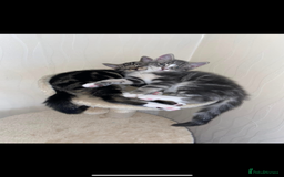 Domestic Shorthair cats for sale: 2 Male brother cats  - Image 5