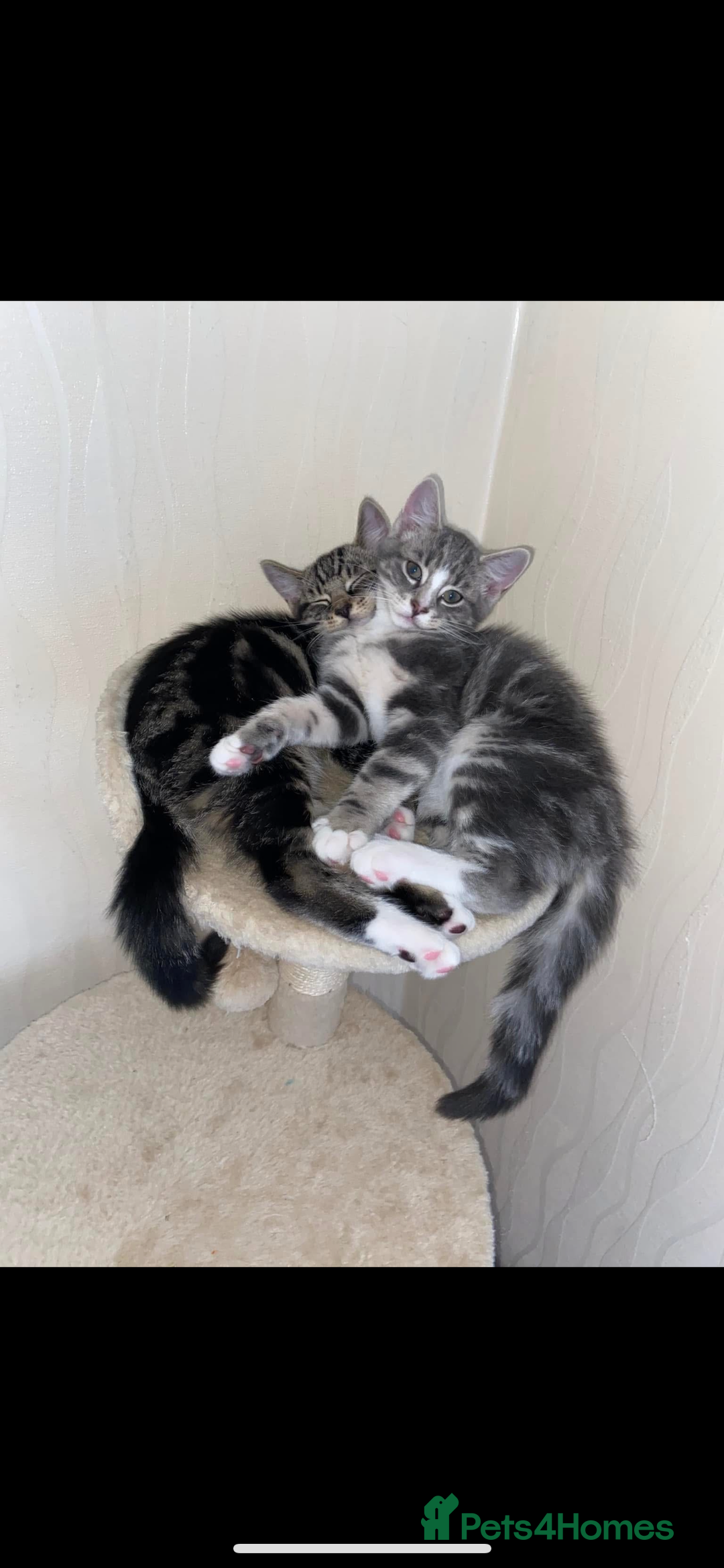 Domestic Shorthair cats for sale: 2 Male brother cats  - Image 5