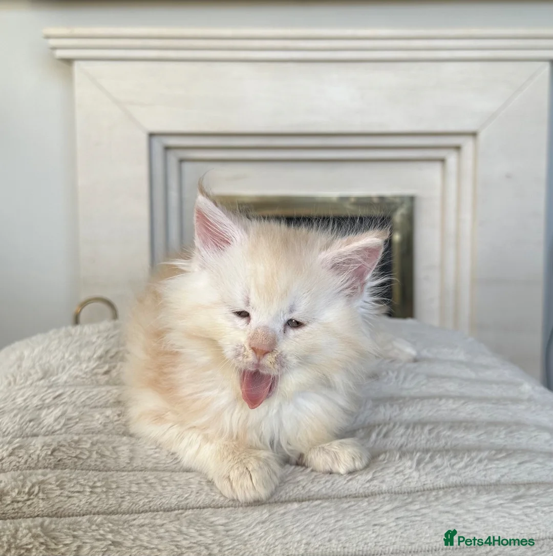 Maine Coon cats for sale: Maine coon kittens  - Advert 2