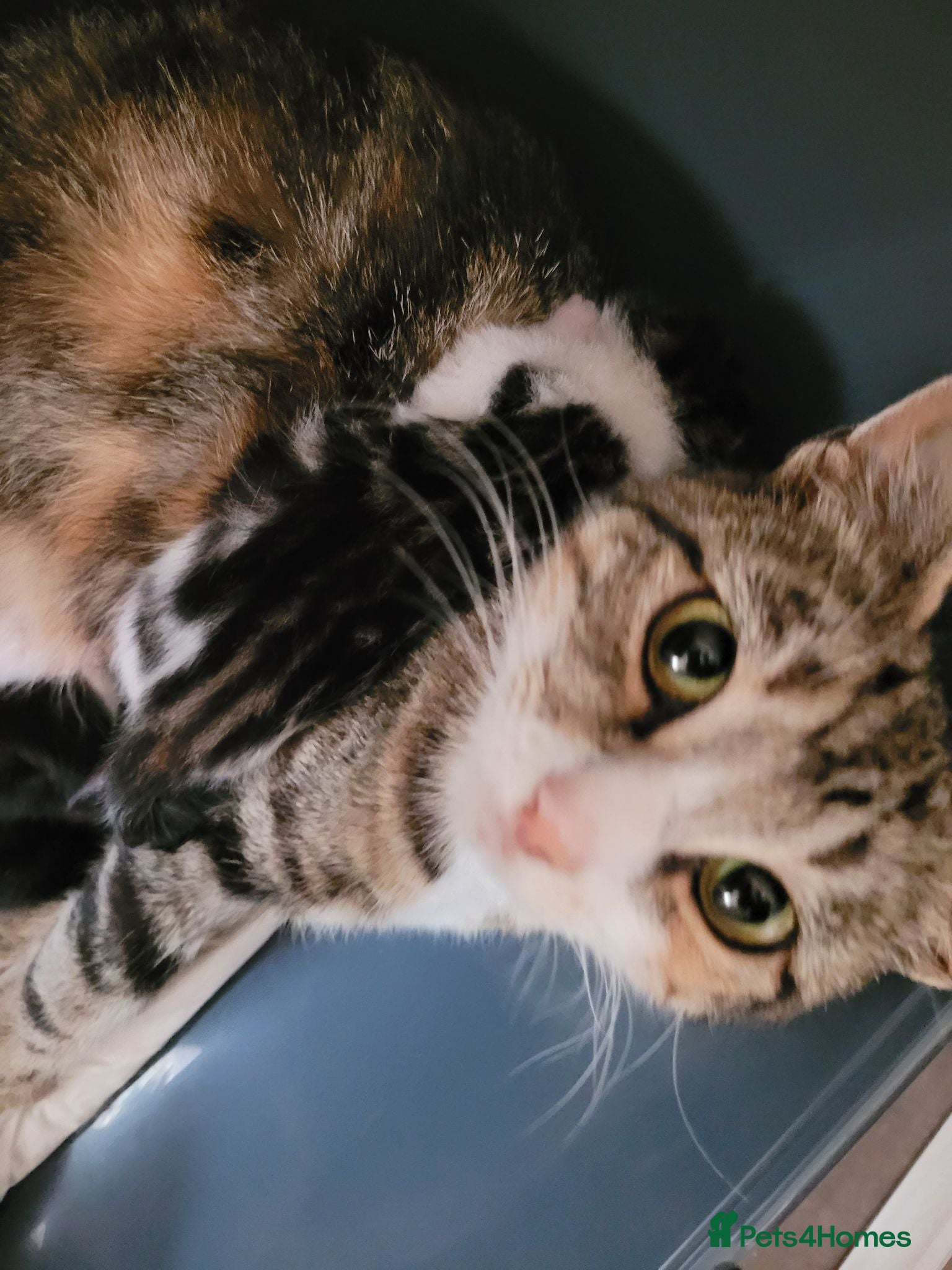 Mixed Breed cats 4 adorable kittens looking for a home. - Advert 3