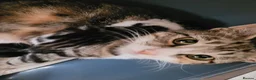 Mixed Breed cats for sale: 4 adorable kittens looking for a home. - Advert 1
