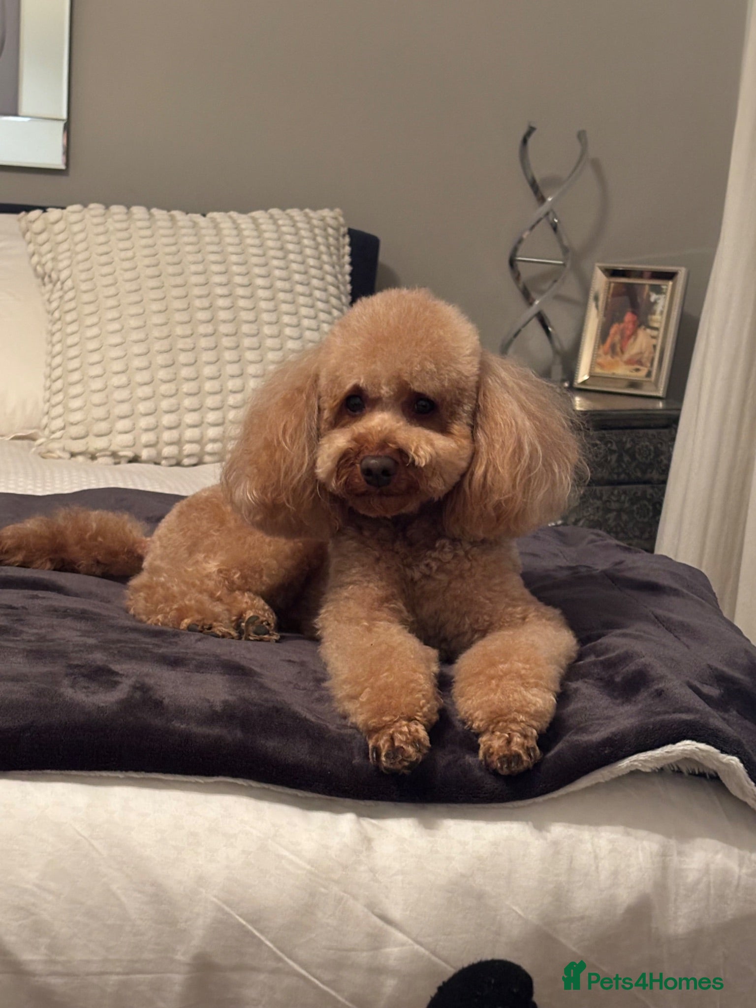Toy Poodle dogs Red Toy Poodle Boy Available for Stud – London  - Advert 2