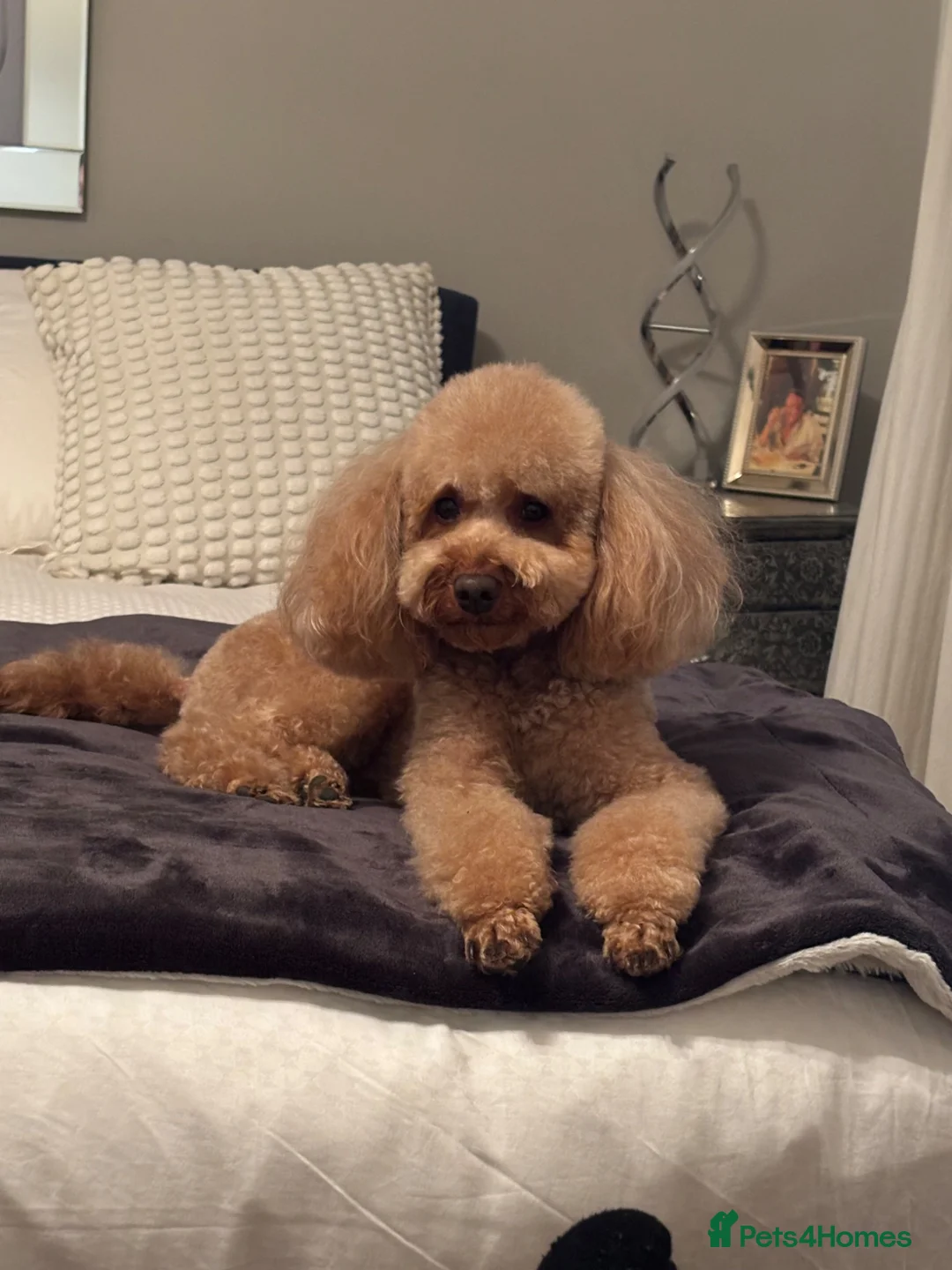 Toy Poodle dogs for stud: Red Toy Poodle Boy Available for Stud – London  - Advert 1