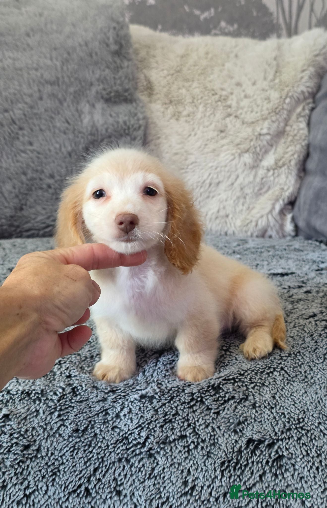 Miniature Dachshund dogs Cream male miniature Dachshund males - Advert 17