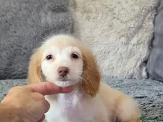 Miniature Dachshund dogs Cream male miniature Dachshund males - Advert 17