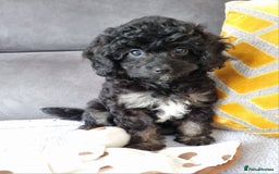 Cockapoo dogs for sale: Fully Vaccinated, Adorable small Cockapoo puppies - Image 20