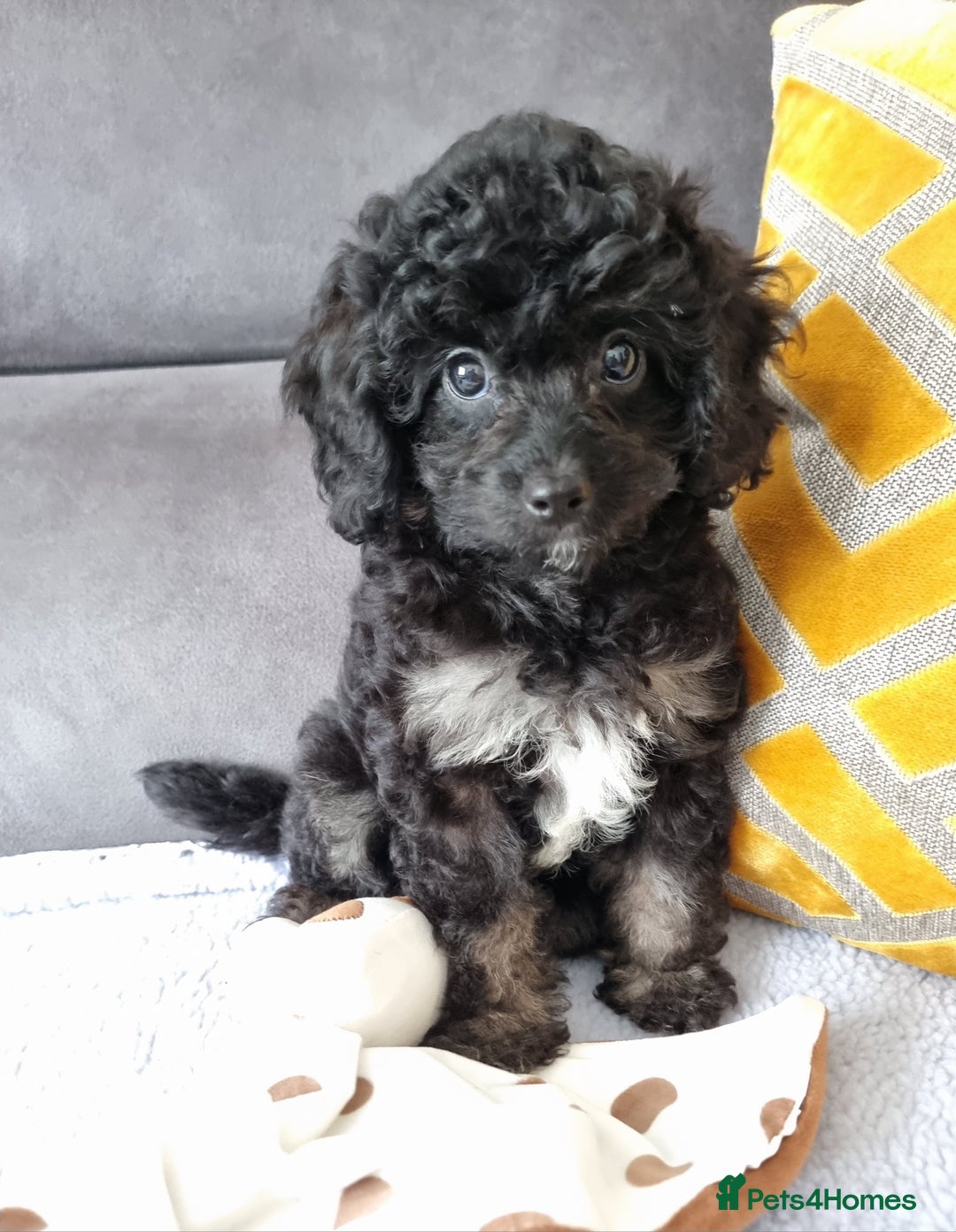 Cockapoo dogs for sale: Fully Vaccinated, Adorable small Cockapoo puppies - Image 20