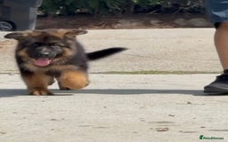 German Shepherd dogs for sale: Guardian Shepherd Dogs!!! - Image 1