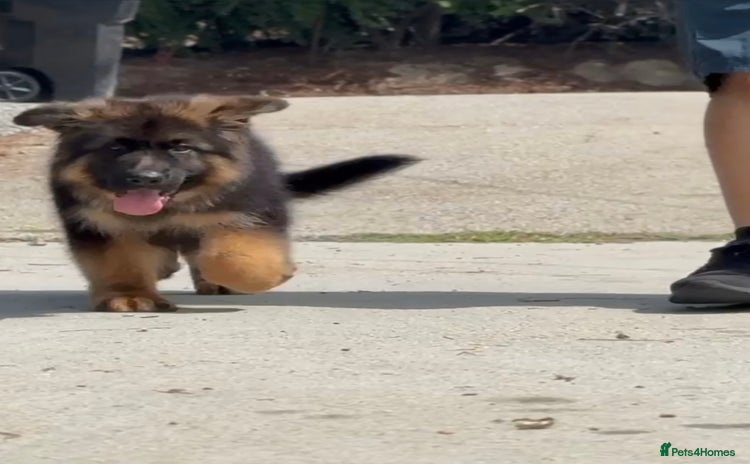 German Shepherd dogs - Advert 14