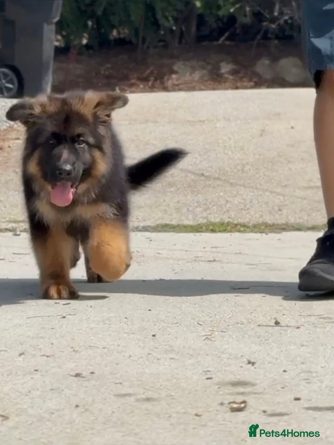 German Shepherd dogs for sale: Guardian Shepherd Dogs!!! - Image 1