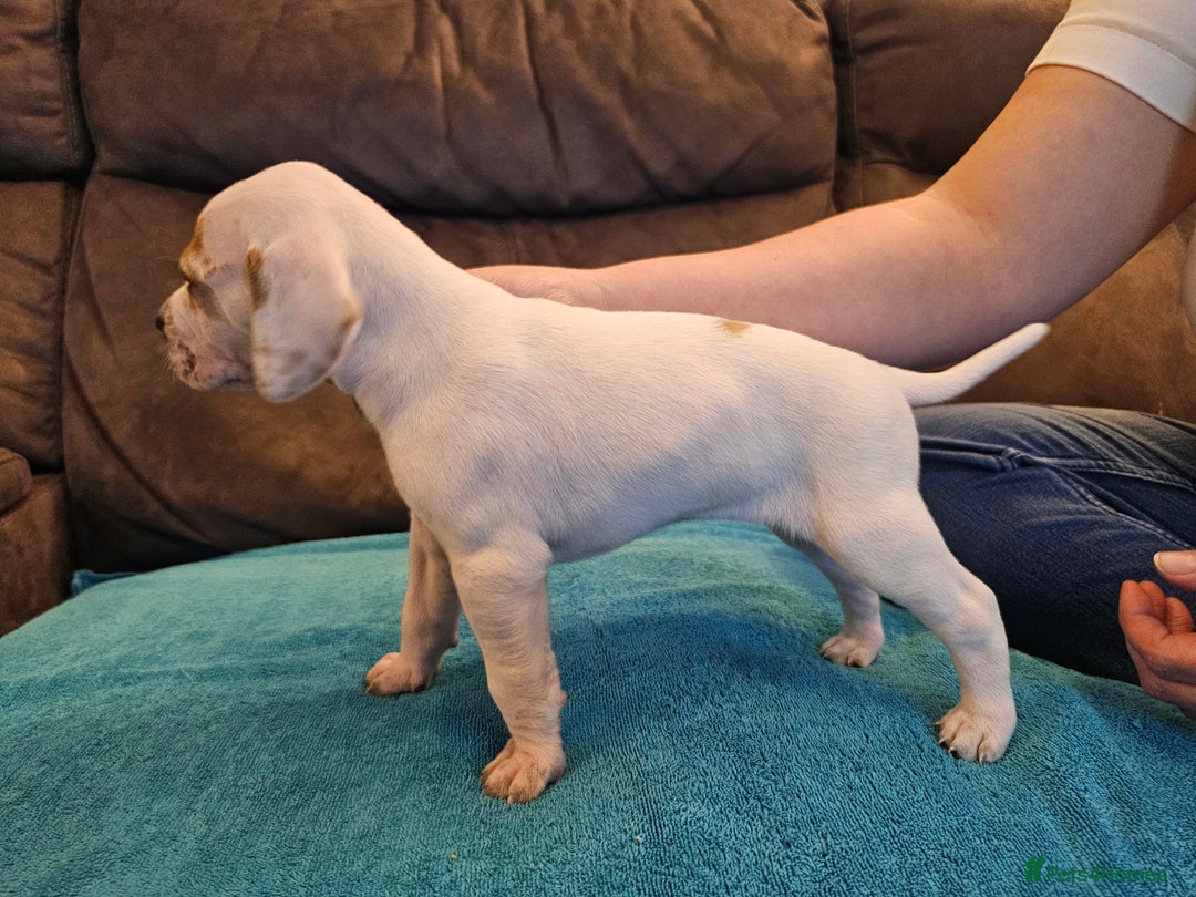 Pointer dogs for sale: Quality Pointer Puppies - Advert 13
