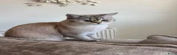 British Longhair cats for sale: Bora  in Barnet - Advert 4