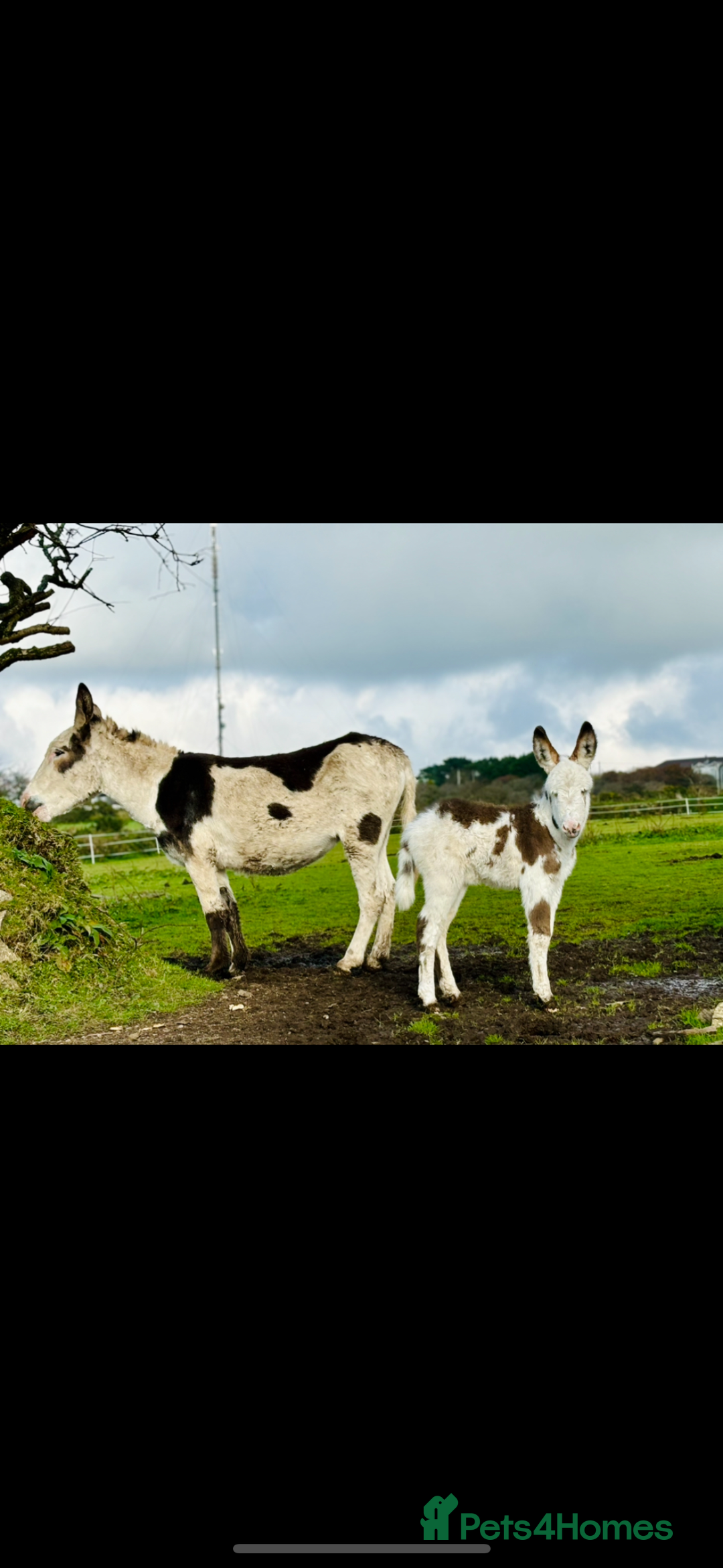 Donkey livestock for sale: 2 beautiful Jennies  - Advert 2