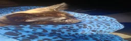 Mixed Breed cats for sale: Beautiful kitten - Advert 7