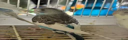 Budgerigars birds for sale: Baby budgies for sale  - Advert 7