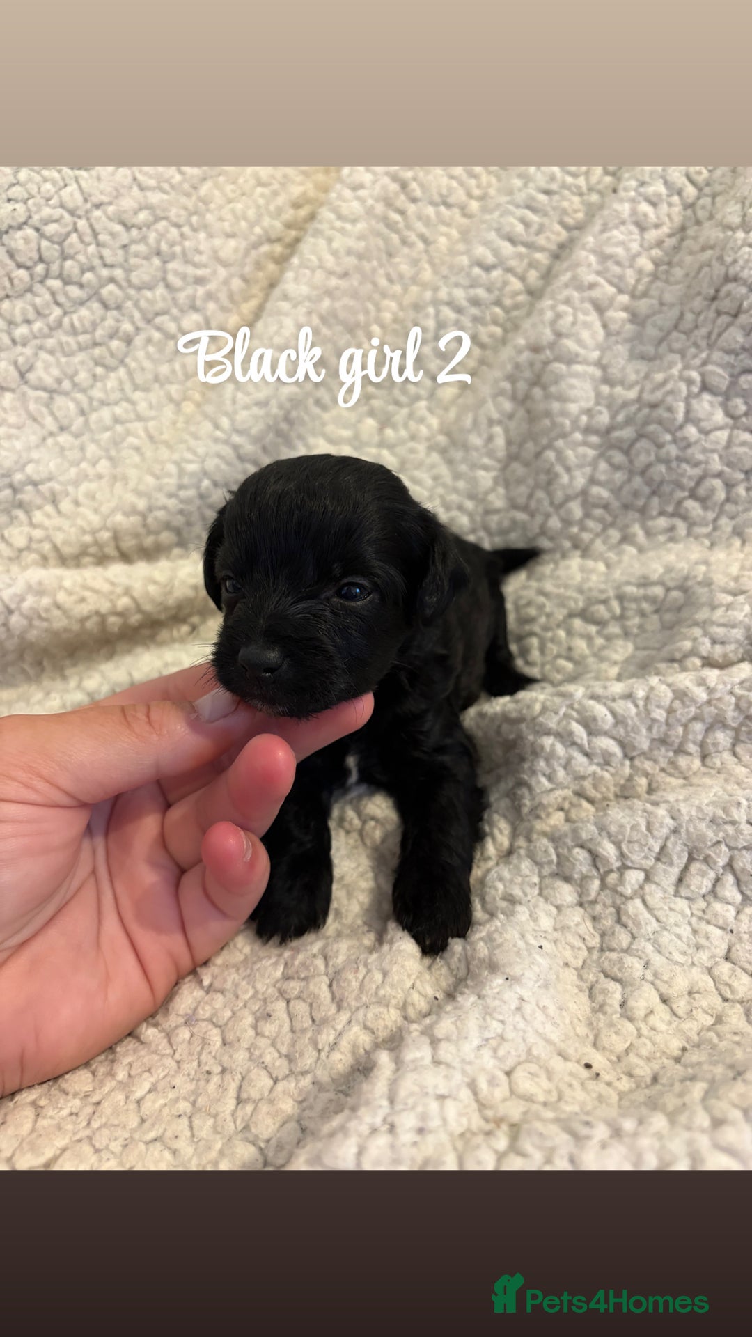 Jackapoo dogs for sale: Beautiful jackapoo’s  - Image 6