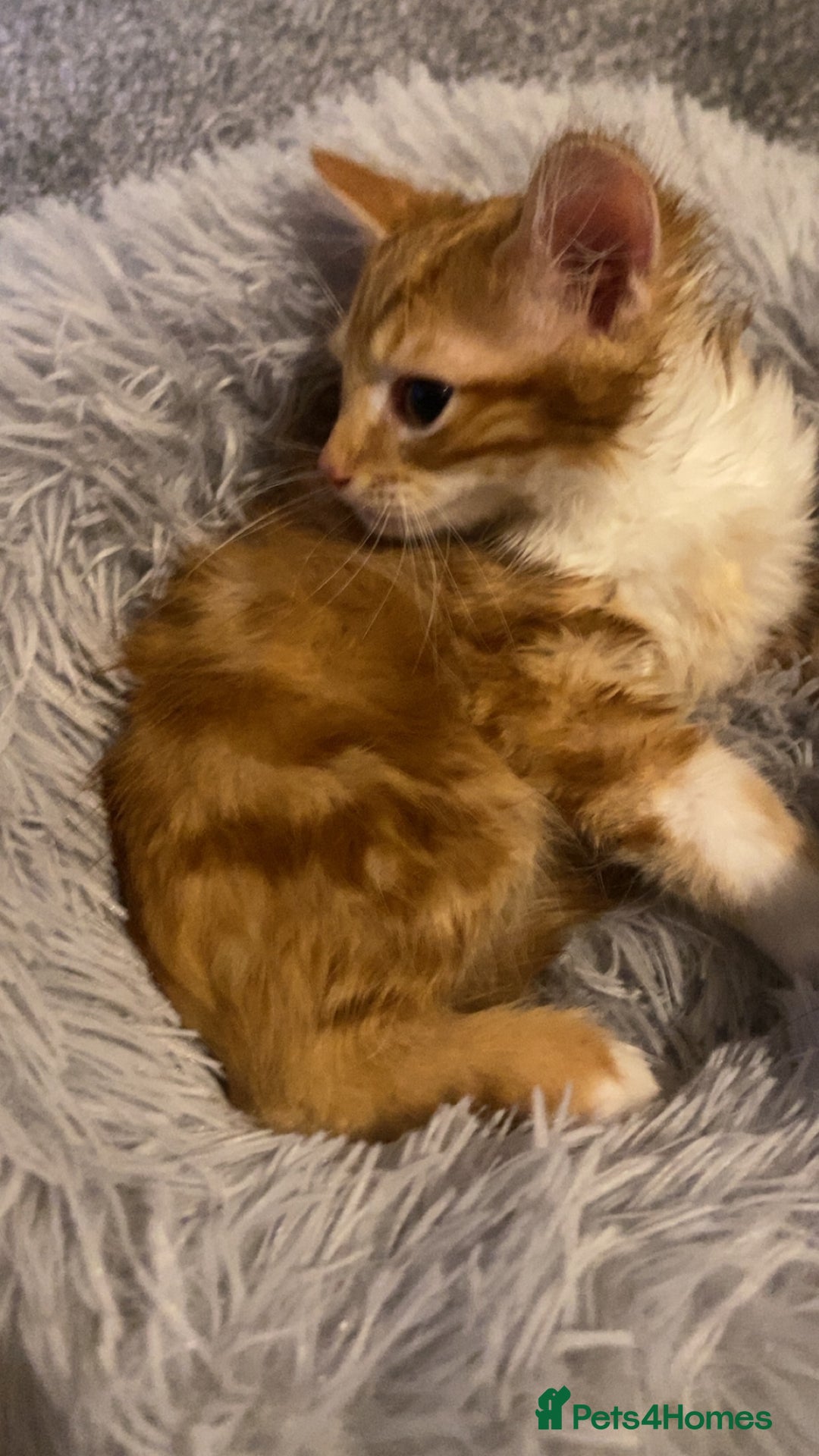 Mixed Breed cats for sale: Very cute and fluffy ginger kitten  - Image 5