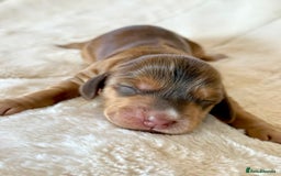 Cocker Spaniel dogs for sale: KC Reg Fully Health Tested Showline Cocker Spaniel - Image 19