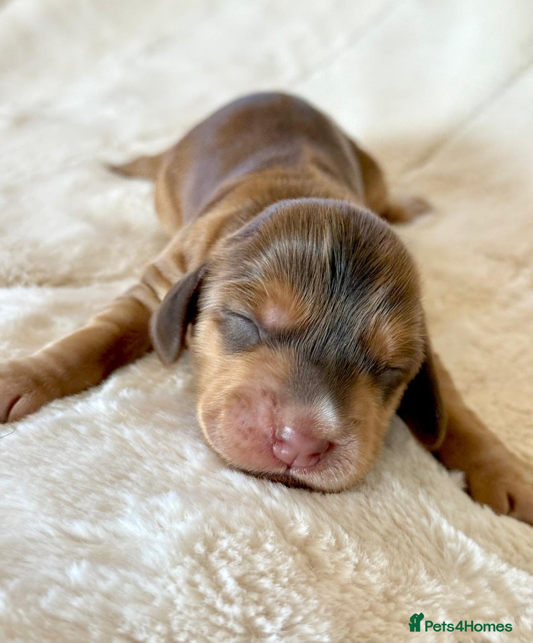Cocker Spaniel dogs for sale: KC Reg Fully Health Tested Showline Cocker Spaniel - Image 19