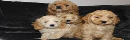 Cockapoo dogs for sale: American cockapoo from health tested parents - Advert 7