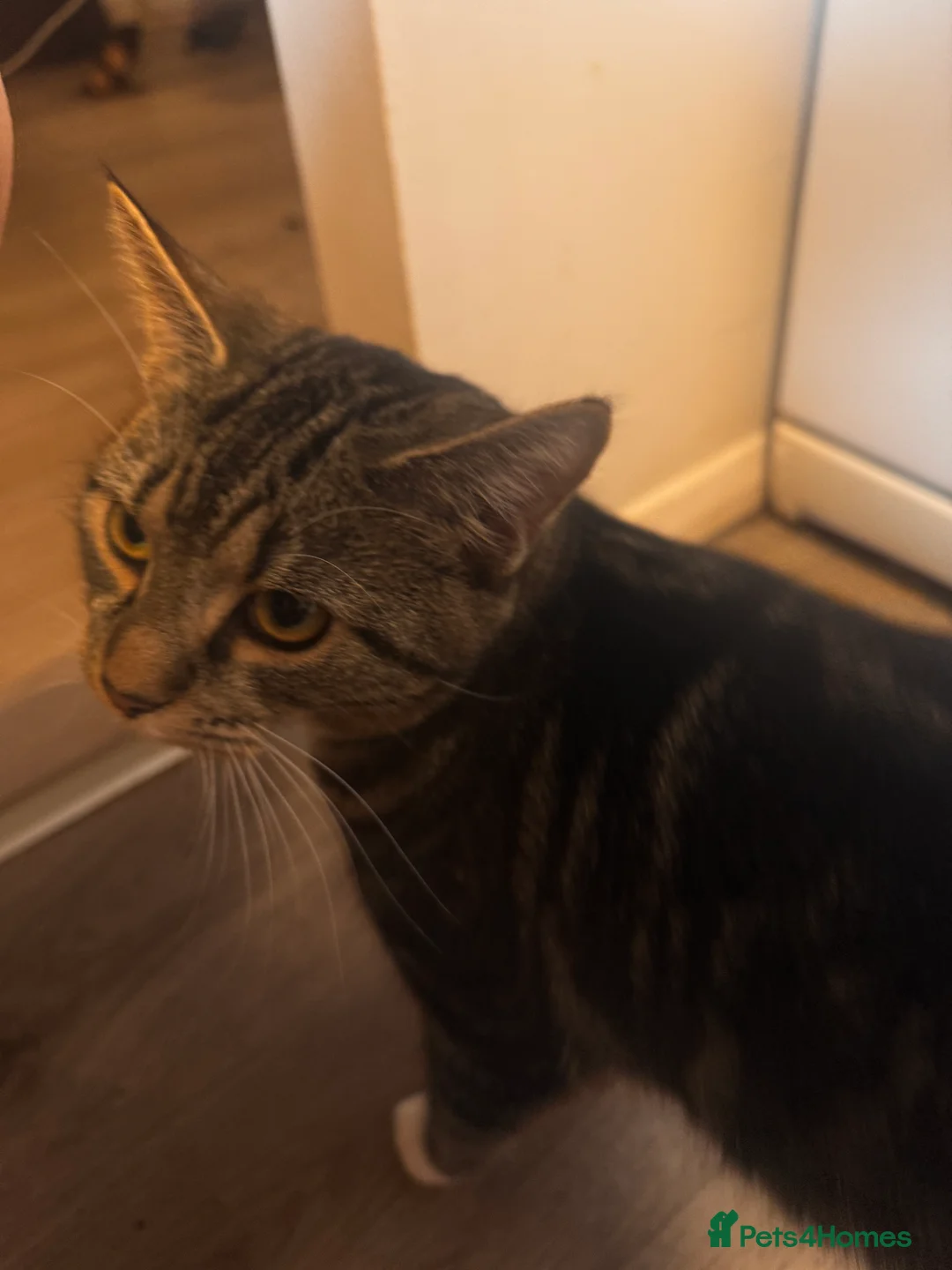 Mixed Breed cats for sale: Female Tabby Kitten  - Advert 4