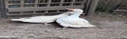 Geese poultry for sale: Geese pair and various ducks pairs and singles in Bracknell - Advert 4