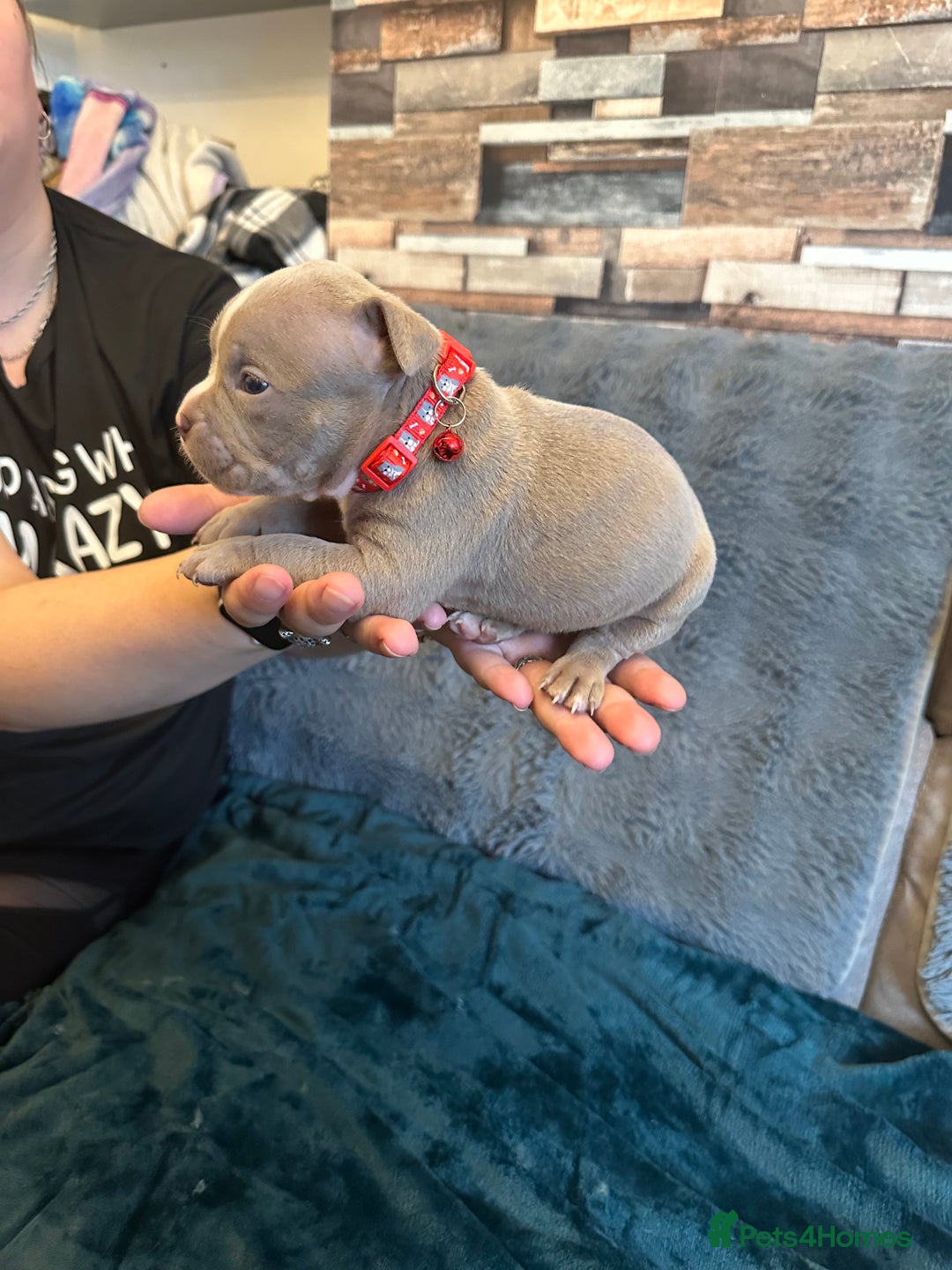 American Bully dogs for sale: 🐾 ABKC Registered Micro/Pocket Bully Puppies! 🐾 - Image 17