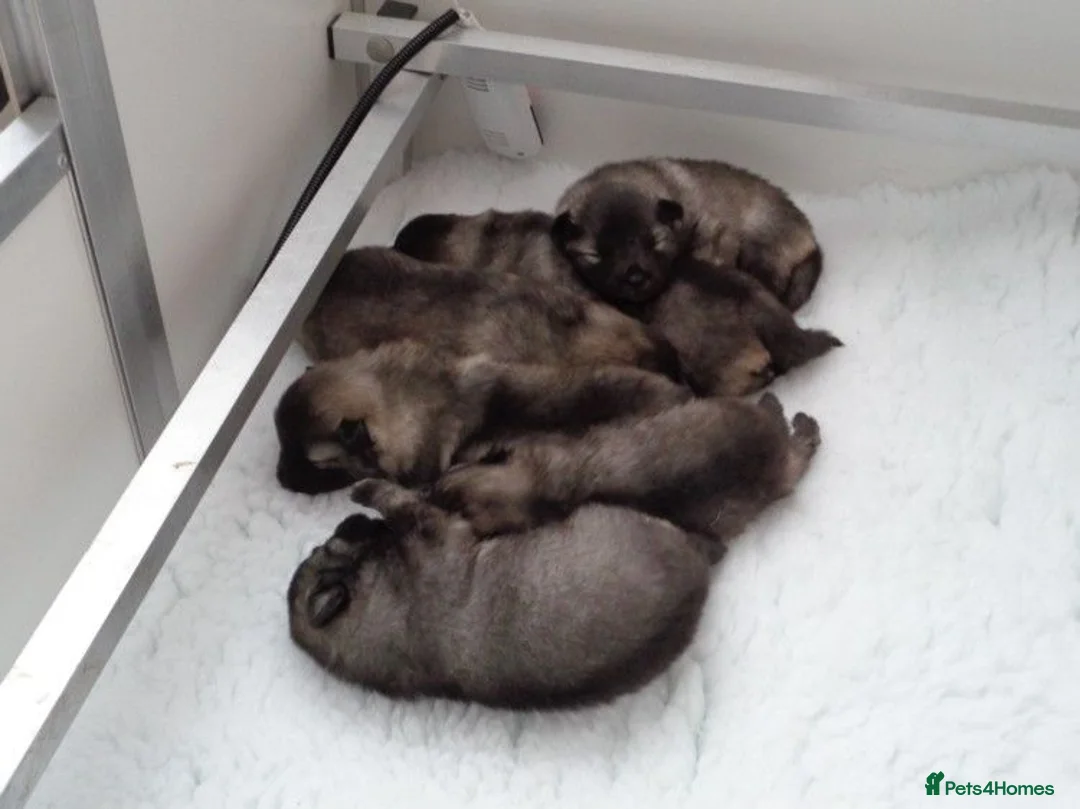 Keeshond dogs for sale: Keeshond Puppies in ELY - Advert 2