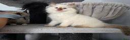 Ragdoll cats for sale: GCCF REGISTERED RAGDOLL KITTENS  - Advert 10