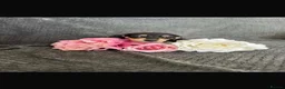 Miniature Dachshund dogs for sale: Miniature daschund puppies KC registered  - Advert 7