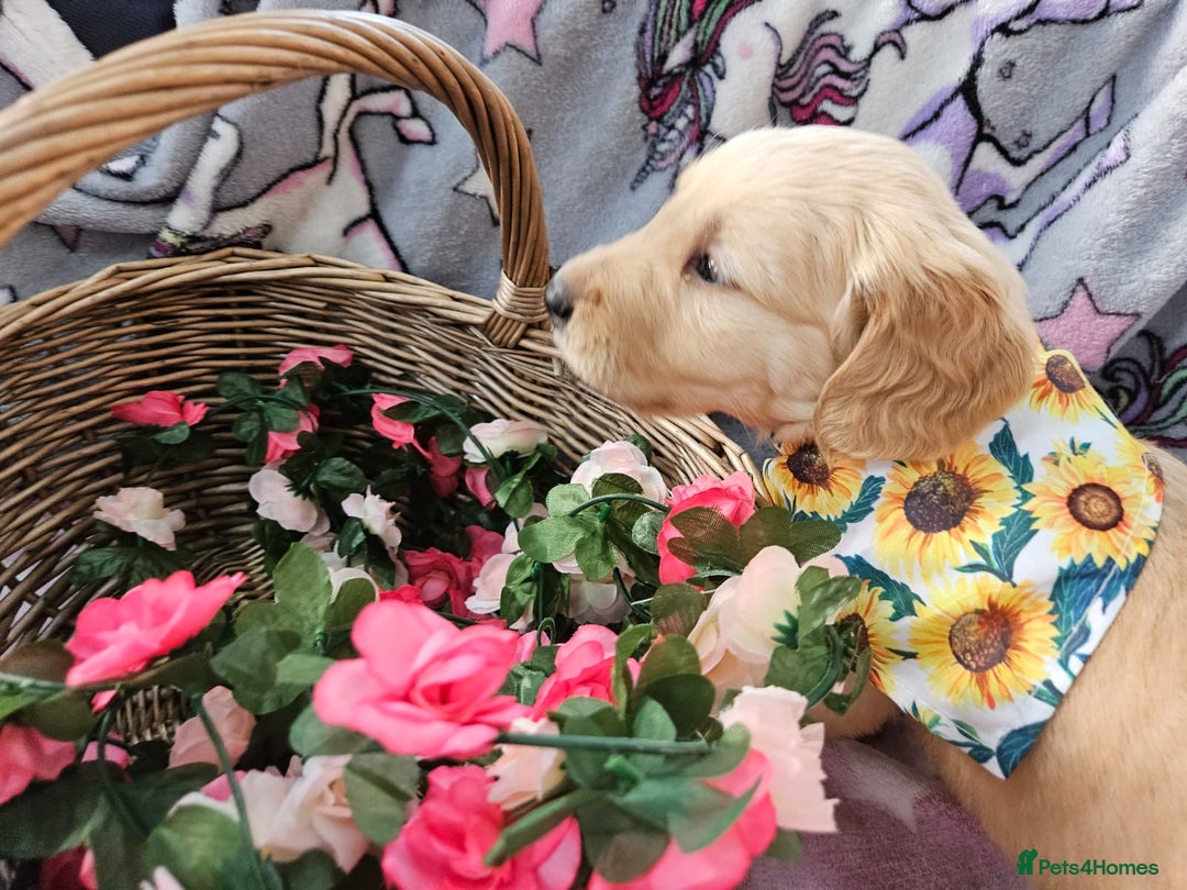 Golden Retriever dogs for sale: Astounding KC Registered Puppies  - Advert 14