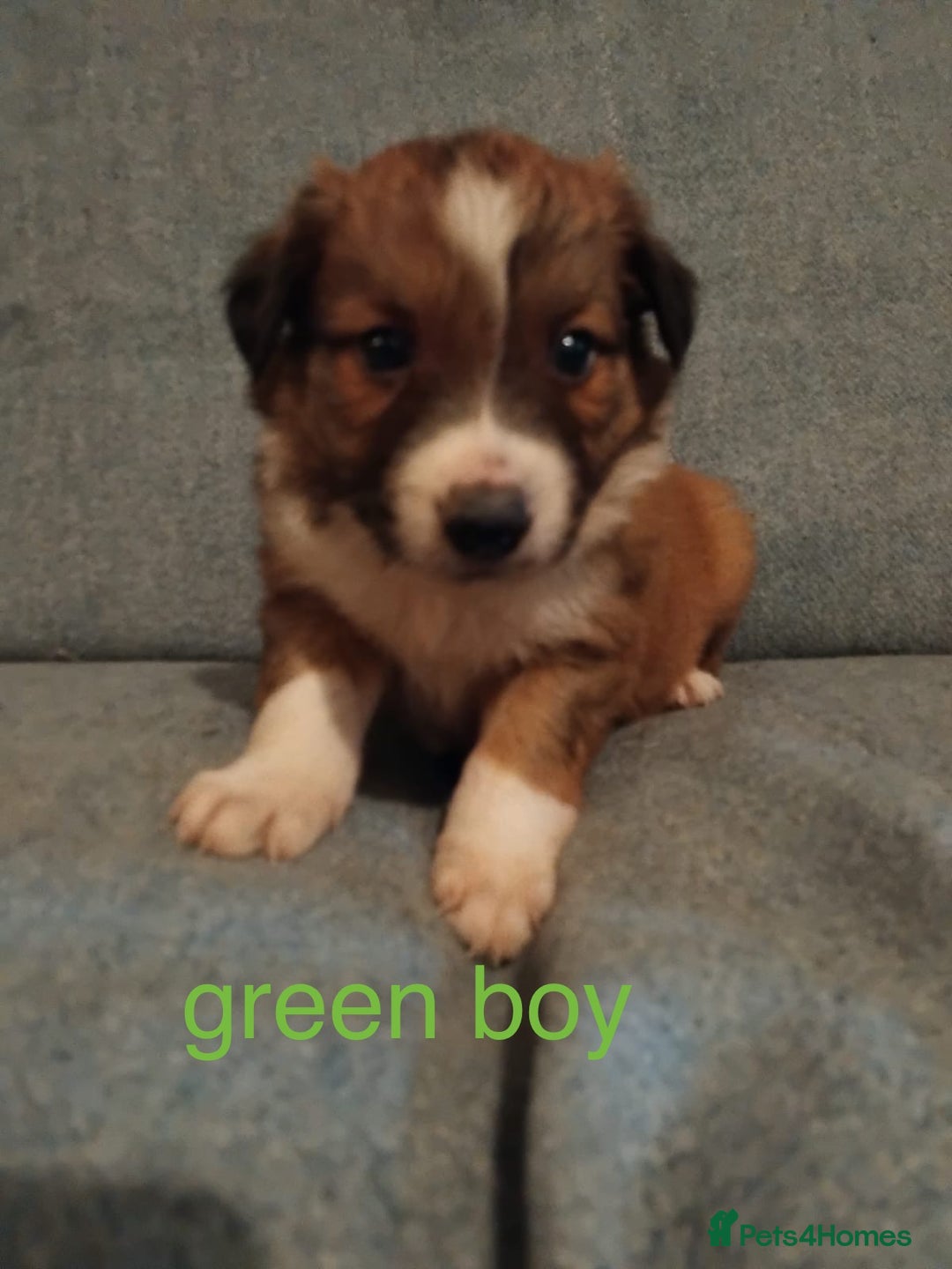 Welsh Collie dogs for sale: Pure Welsh red sheepdog collie pups - Image 3