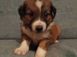 Welsh Collie dogs Pure rare Welsh red/liver/sable sheepdog pups - Advert 4