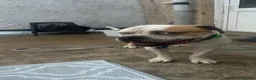American Bulldog dogs for sale: American bulldog  in Darlington - Advert 1