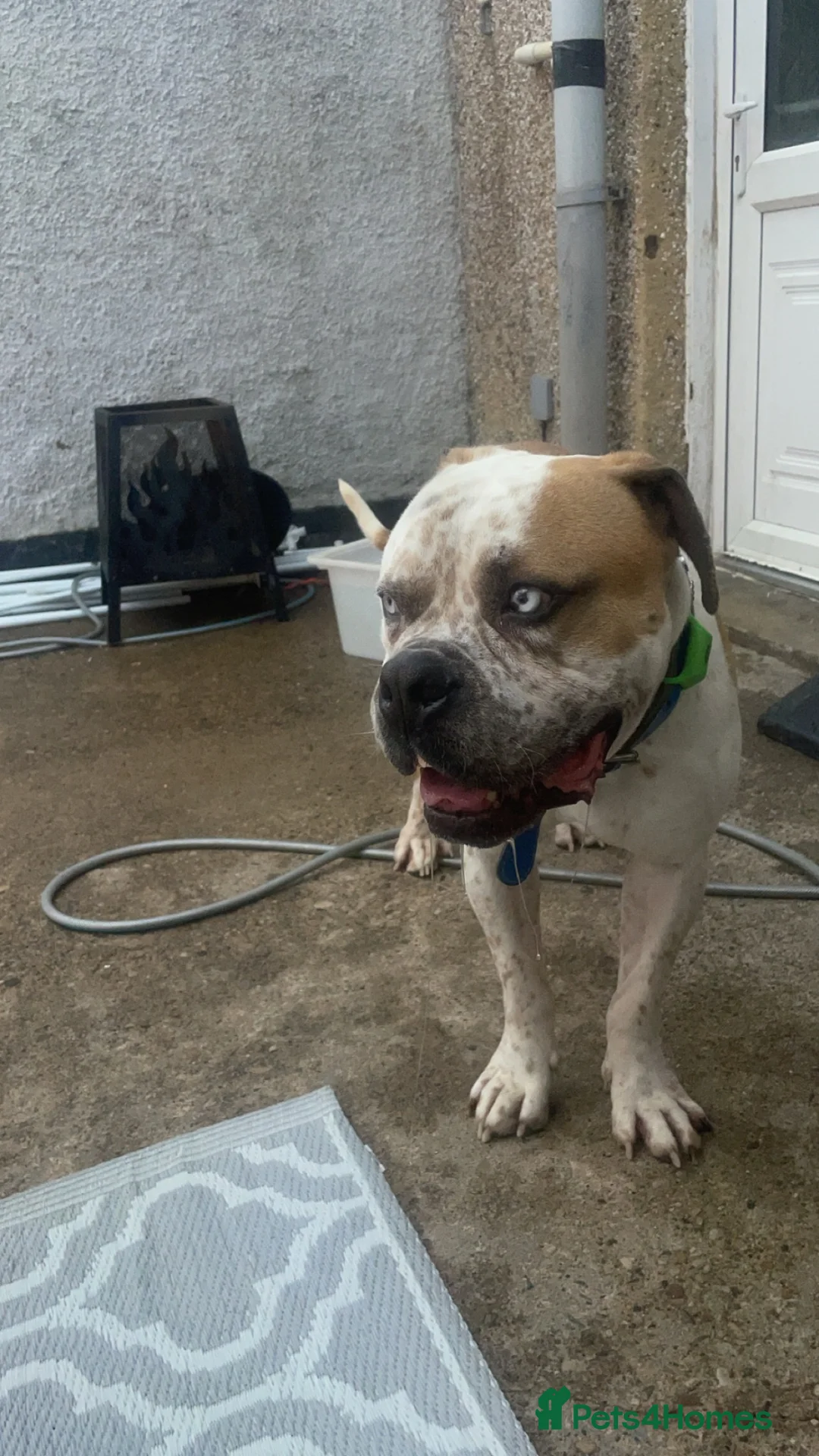 American Bulldog dogs for sale: American bulldog  in Darlington - Advert 1