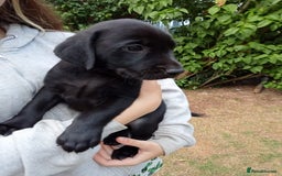 Labrador Retriever dogs for sale: KC Registered Labrador Retriever Puppies in Ross-on-Wye - Image 32
