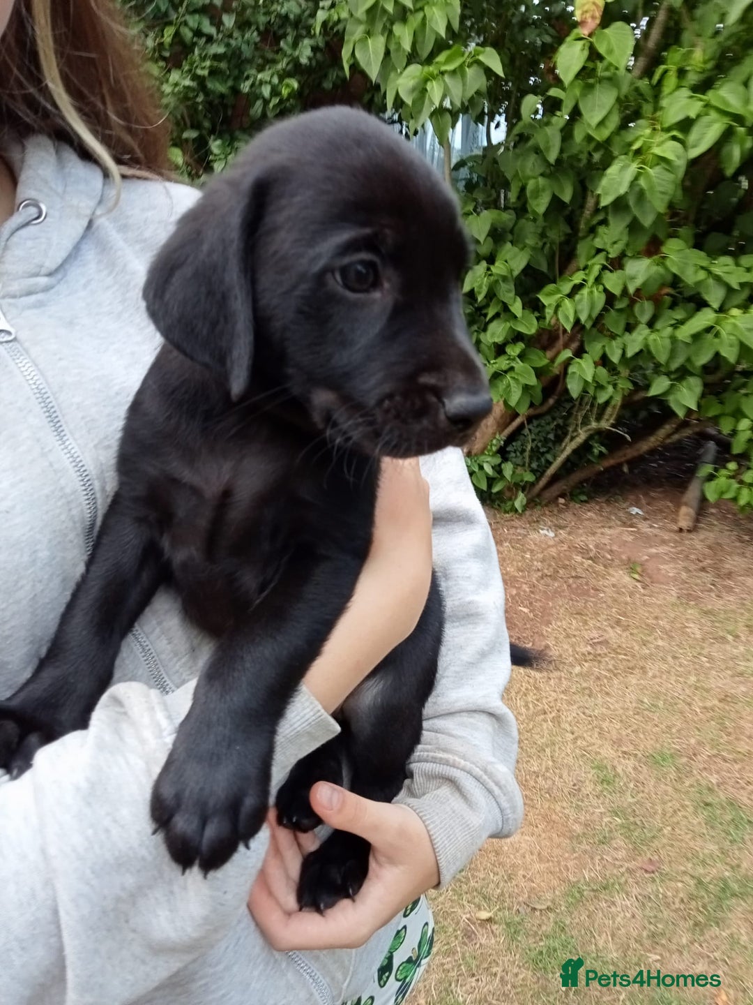 Labrador Retriever dogs for sale: KC Registered Labrador Retriever Puppies in Ross-on-Wye - Image 32