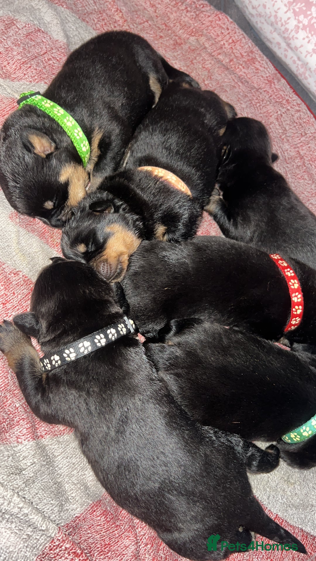 Rottweiler dogs for sale: Stunning Rottweiler puppies  - Image 25
