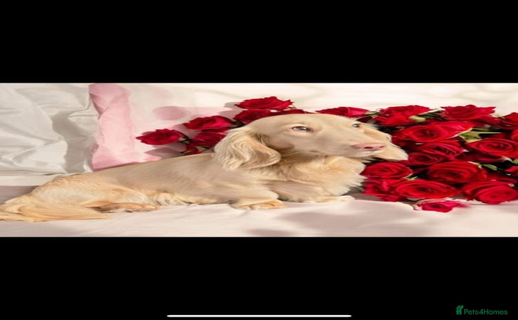 Miniature Dachshund dogs - Advert 9