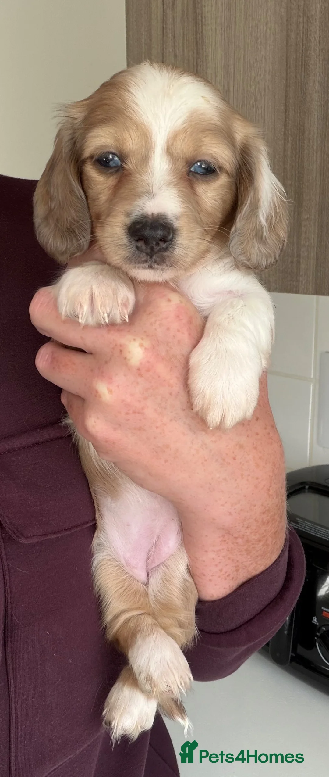 Miniature Dachshund dogs for sale: Isabella dapple Piebold  - Advert 1