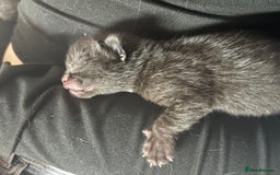 Domestic Shorthair cats for sale: 2 Female Kittens  - Image 12