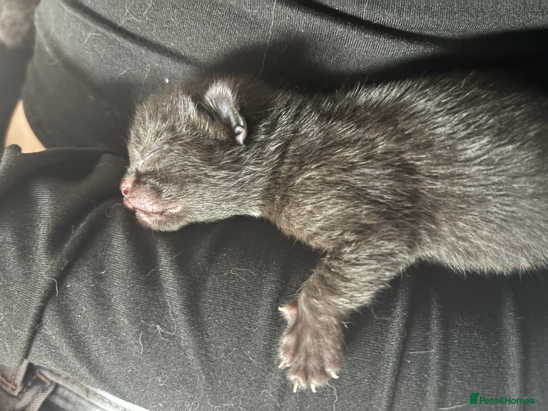 Domestic Shorthair cats for sale: 2 Female Kittens  - Image 12