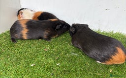 Guinea Pig rodents for sale: Female baby guinea pigs  - Image 16