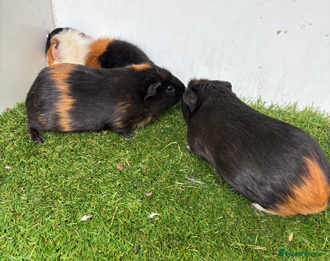 Guinea Pig rodents for sale: Female baby guinea pigs  - Image 16