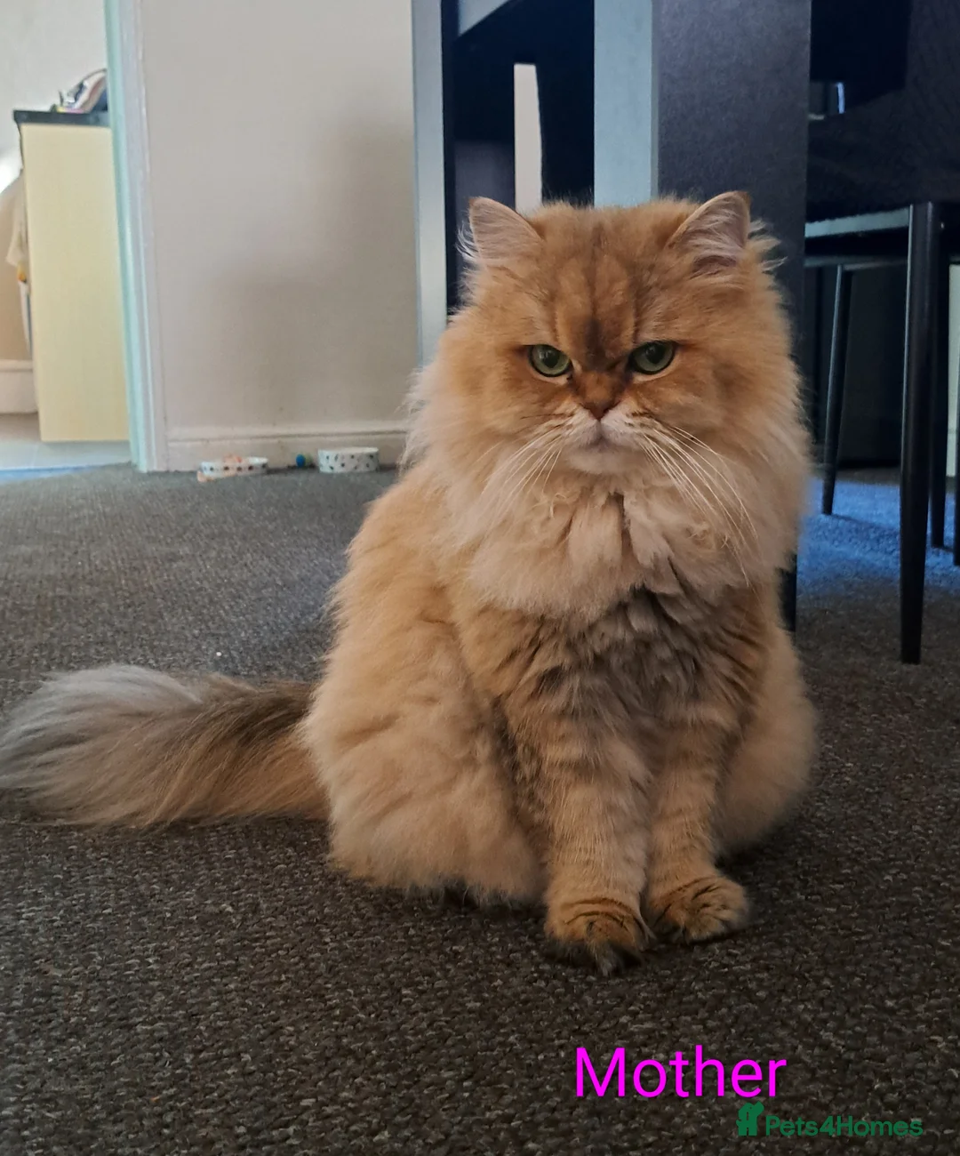 Scottish Fold cats for sale: Rare color scottish babys  - Advert 8