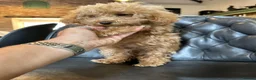 Miniature Poodle dogs for sale: 4 x BEAUTIFUL MINIATURE POODLE BOYS  - Advert 4