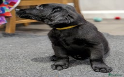 Flat coated Retriever dogs for sale: READY NOW Flat Coated Retriever Puppies - Image 24