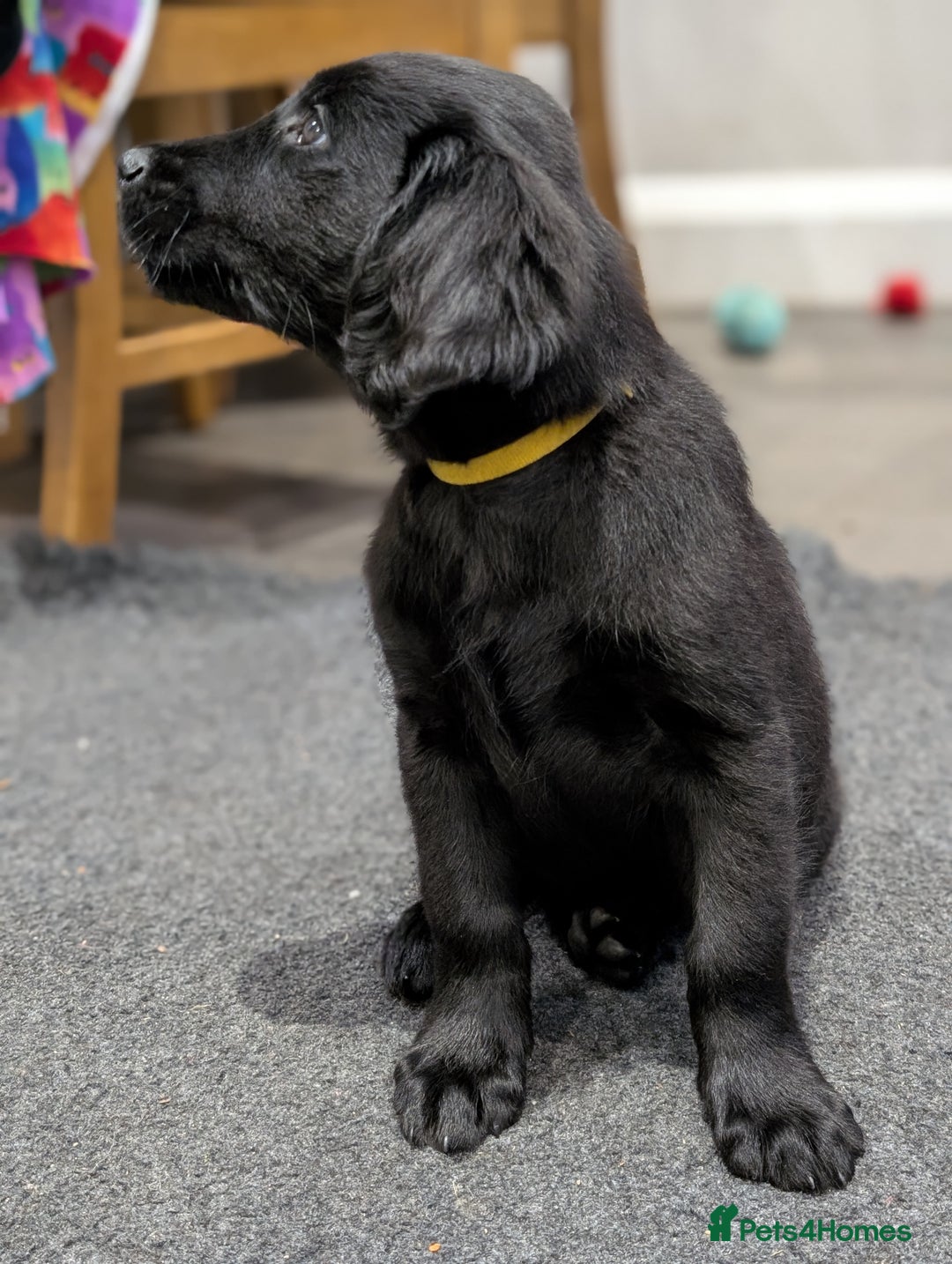 Flat coated Retriever dogs for sale: READY NOW Flat Coated Retriever Puppies - Image 24